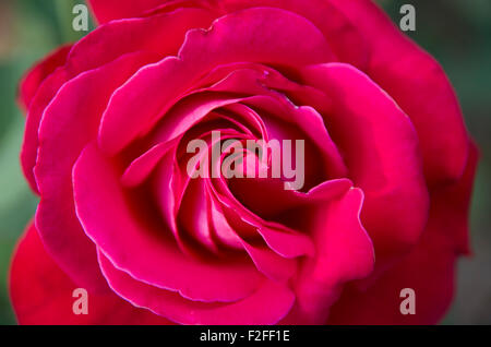 Rose in fiore nel giardino. Foto Stock