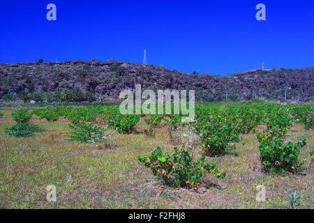 Vista delle piante di Zibibbo (Moscato d'Alessandria ), vino bianco uve a Pantelleria Foto Stock