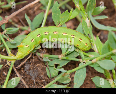 Bianco-rivestita Sphinx Moth caterpillar su alimentazione Knotgrass comune, Polygonum Aviculare Foto Stock