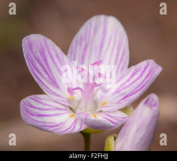 Piccolo fiore di stretti e lasciava in Primavera di bellezza, Claytonia virginica, in primavera Foto Stock