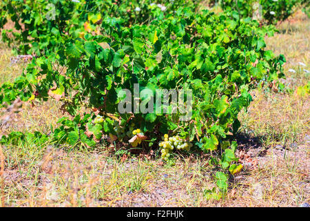 Vista delle piante di Zibibbo (Moscato d'Alessandria ), vino bianco uve a Pantelleria Foto Stock