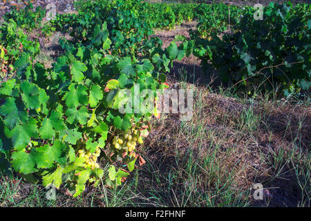 Vista delle piante di Zibibbo (Moscato d'Alessandria ), vino bianco uve a Pantelleria Foto Stock