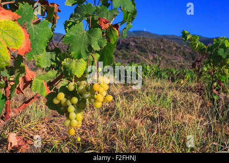 Vista delle piante di Zibibbo (Moscato d'Alessandria ), vino bianco uve a Pantelleria Foto Stock