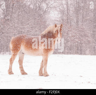 Progetto belga cavallo in una bufera di neve, guardando il visore Foto Stock