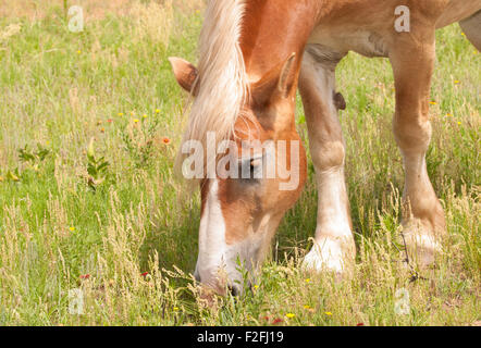 Bionda progetto belga cavallo al pascolo in pascolo Foto Stock