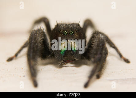 Adorably carino maschio rosso-backed jumping spider, Phidippus johnsoni, guardando come un alieno con i suoi occhi multipli Foto Stock