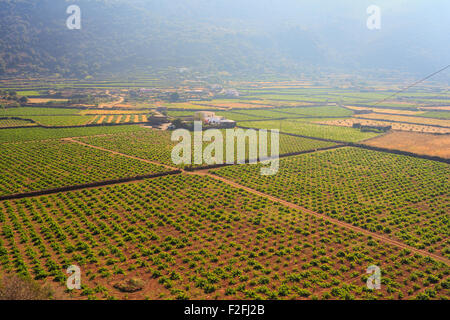 Vista della piantagione di Zibibbo di Pantelleria Foto Stock