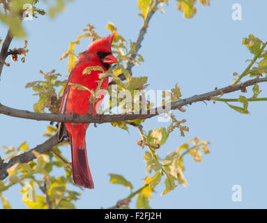 Maschio Cardinale settentrionale in una struttura ad albero in primavera Foto Stock