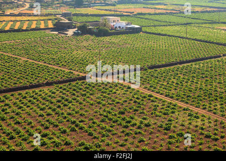 Vista della piantagione di Zibibbo di Pantelleria Foto Stock