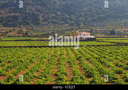 Vista della piantagione di Zibibbo di Pantelleria Foto Stock