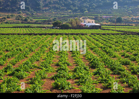 Vista della piantagione di Zibibbo di Pantelleria Foto Stock