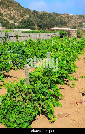 Vista della piantagione di Zibibbo di Pantelleria Foto Stock