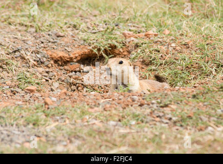 Nero-tailed cane della prateria che spuntavano dal suo nido ingresso Foto Stock