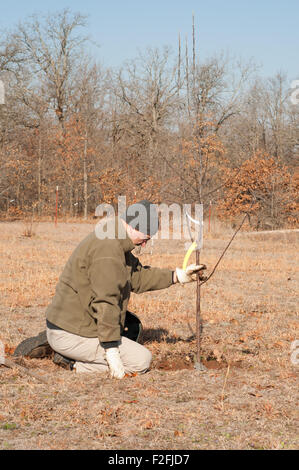 Uomo di piantare un albero in primavera Foto Stock