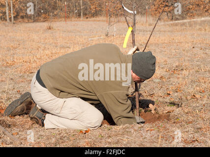 Uomo di piantare un albero da frutto in primavera Foto Stock