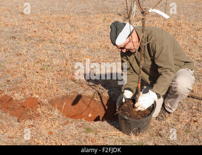 L'uomo tenendo la palla di radice di un albero da frutta al di fuori del contenitore in plastica per piantare nel terreno Foto Stock