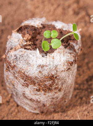 Tiny piantine che crescono in muschio di torba pellet Foto Stock