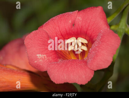 Rosso brillante fiore tubolare di una tromba superriduttore con rugiada di mattina Foto Stock