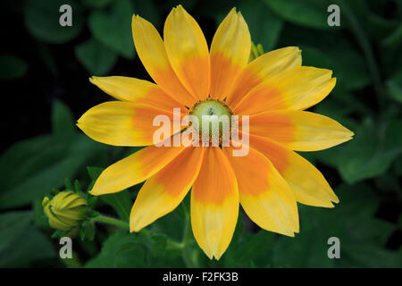 Rudbeckia fiore (varietà " Prairie Sun"). Foto Stock