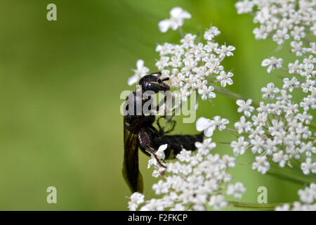 Wasp (Myzinum sp.) e regina Anna Fiore di pizzo. Foto Stock