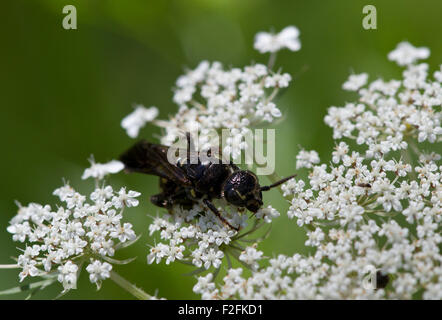 Wasp (Myzinum sp.) e regina Anna Fiore di pizzo. Foto Stock