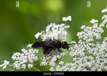 Wasp (Myzinum sp.) e regina Anna Fiore di pizzo. Foto Stock