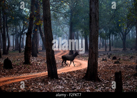 Sambar cervi attraversando la strada forestale Foto Stock