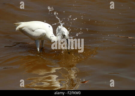 Heron le catture di pesci di fiume Foto Stock