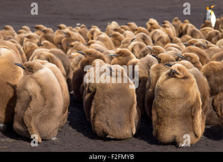 Pinguino reale pulcini. Volunteer Point, Isole Falkland. Foto Stock