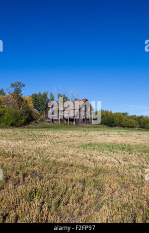 Fattoria abbandonata in un campo nei pressi di leduc Alberta, Canada Foto Stock