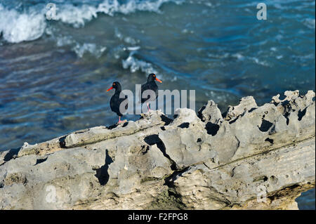 Sud Africa, De Hoop Riserva Naturale e in un paio di neri africani, Oystercatchers Haematopus moquini Foto Stock