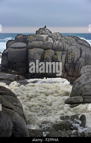 Sud Africa, Costa Ovest NP, cormorano sulle rocce Foto Stock