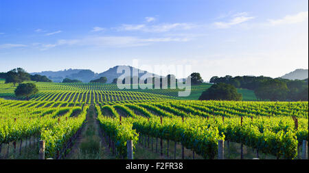 California Sonoma Valley vineyard nel tardo pomeriggio la luce del sole Foto Stock