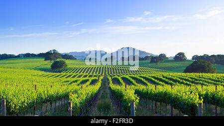 California Sonoma Valley vineyard nel tardo pomeriggio la luce del sole Foto Stock