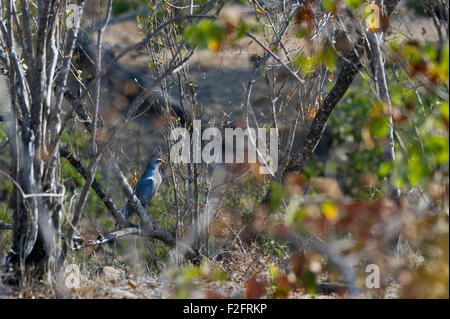 Sud Africa, Kruger NP, scuro salmodiare astore, Melierax metabates Foto Stock