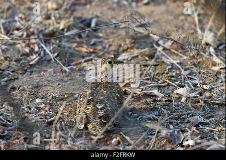 Sud Africa, Kruger NP, femmina doppio Sandgrouse nastrati, Pterocles bicintus Foto Stock