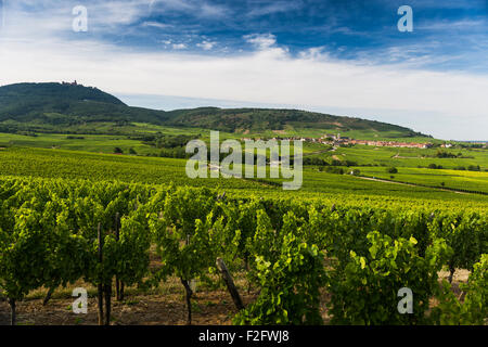 Villaggio nei vigneti, Saint-Hippolyte e Château du Haut-Koenigsbourg dietro, Alsazia, Francia Foto Stock