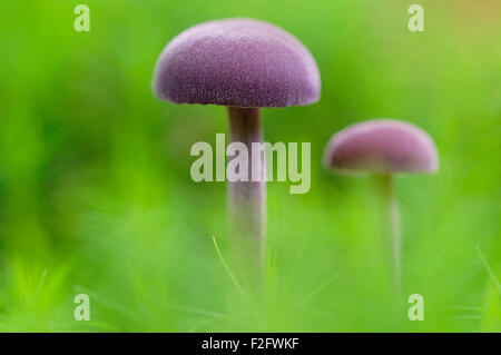 Amethyst deceiver (Laccaria amethystina) di MOSS, Nord Reno-Westfalia, Germania Foto Stock