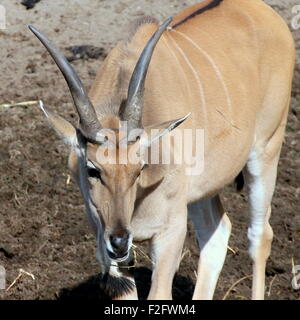 Close-up di un Southern o Common Eland antilope (Taurotragus oryx) nativo del sud e est pianure africane Foto Stock