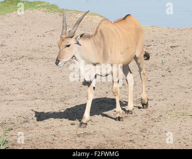 Southern o Common Eland antilope (Taurotragus oryx) nativo del sud e est pianure africane Foto Stock