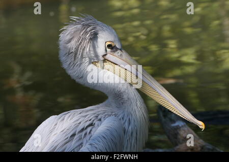 Close up ritratto di un rosa backed pelican (Pelecanus rufescens), nativo di Sub Sahara Africa, l'Arabia meridionale e sud dell India. Foto Stock