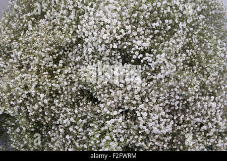 Fiori bianchi piccoli, Gypsophila bianco fiore texture sfondo Foto