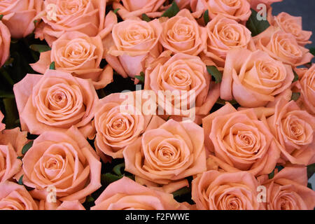 Molte bellissime rose cremoso nel mazzetto Foto Stock