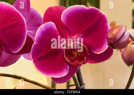 Macro shot di rosa scuro orchid shot in ambienti interni Foto Stock