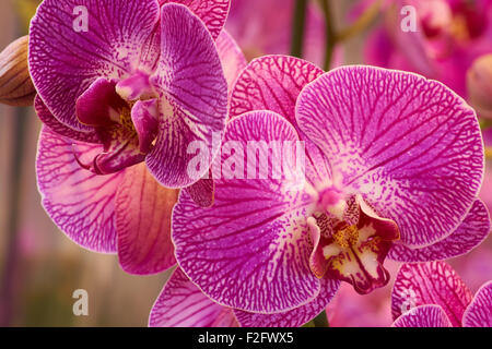 Close-up di diverse orchidee rosa shot in ambienti interni Foto Stock