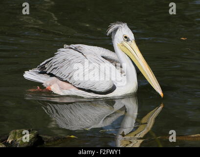 Nuoto Rosa backed pelican (Pelecanus rufescens), nativo di Sub Sahara Africa, visto di profilo Foto Stock