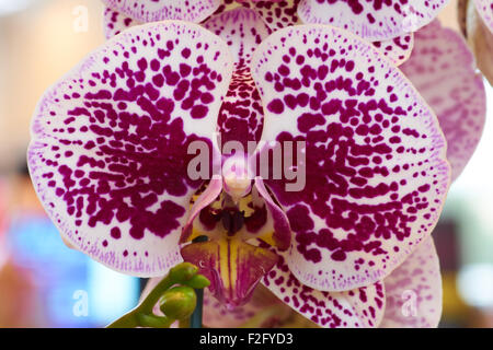 Macro colpo di due orchidee colorate realizzate in ambienti interni Foto Stock