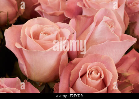 Macro shot di rose rosa con bordi di colore rosa Foto Stock