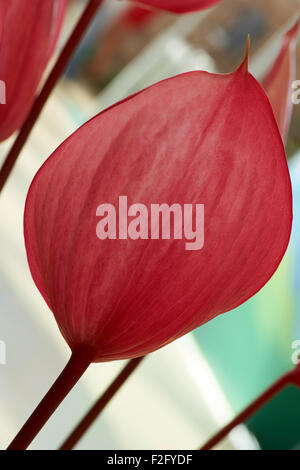 Uno Anthurium Xavia shot sullo sfondo di fiori Foto Stock