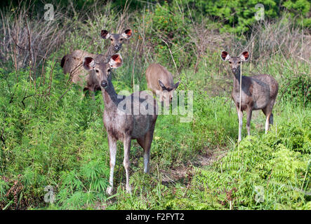 L'immagine di Sambar deer ( Cervus unicolor ) è stato girato nel parco di cittadino di Corbett - India Foto Stock